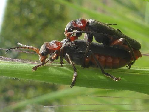 Réf. 228 326 : Cantharis rustica